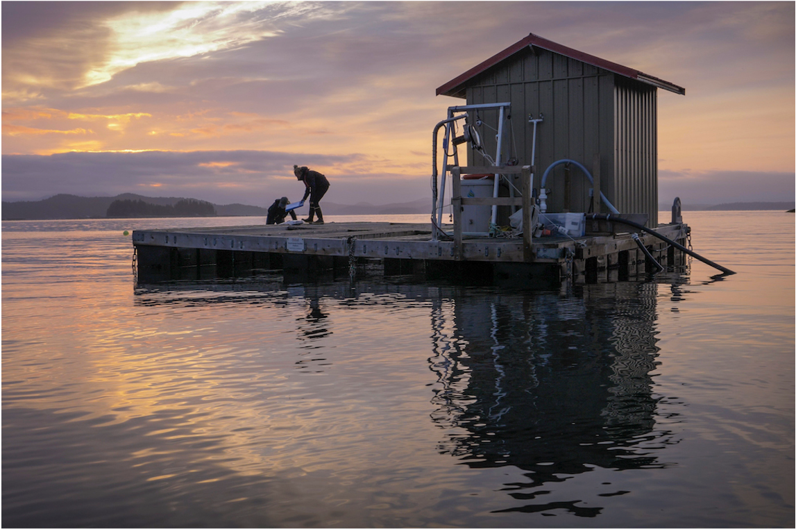 people on dock gathering shellfish